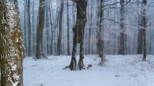 Nyomkeresés a havas Magas-Börzsönyben