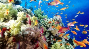 Gének segítenek a koralloknak túlélni a meleget