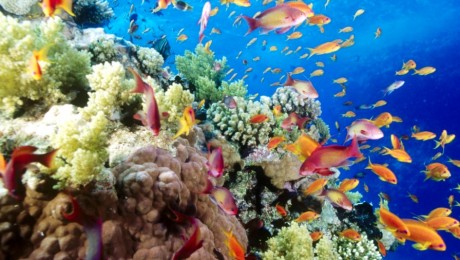 Gének segítenek a koralloknak túlélni a meleget