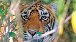 Ázsia utolsó tigrisei: Dzsungel király nélkül!