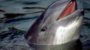 Visszahódítják a delfinek az Elbát?