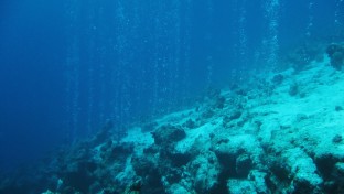 Furcsa élőlényeket találtak az óceán mélyén