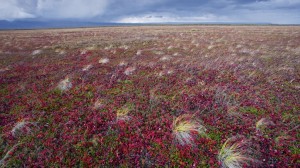 A tundra felmelegedése felgyorsíthatja a klímaváltozást?