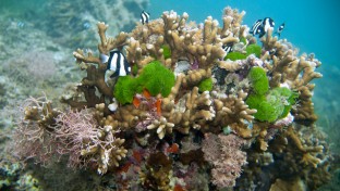 Haltestőrök védik a korallokat