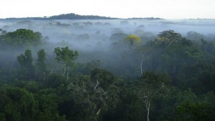 “Láthatatlan” tüzek pusztítanak az Amazonas esőerdeiben
