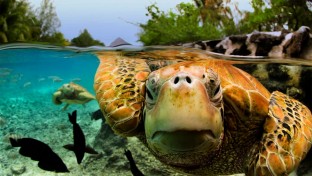 Fényszennyezés ijeszti el a tojásrakó tengeri teknősöket
