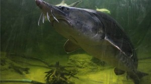 Veszély fenyegeti a tokhalakat Kelet-Európában