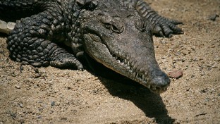 A krokodilok alkalomadtán „vegák” is
