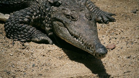 A krokodilok alkalomadtán „vegák” is