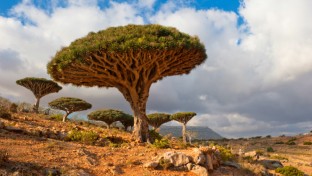 A sárkányvérfa otthona: Socotra szigete