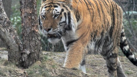 Agykárosító szopornyica terjed az amuri tigrisek között
