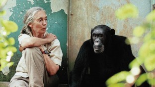 Évekig élt csimpánzok között