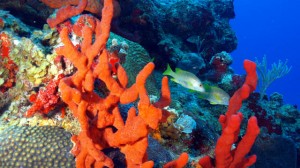 Szivacsok segítik a korallzátonyok fennmaradását?