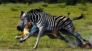 Miért csíkos a zebra?