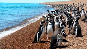 Pingvinfiókákat öl a klímaváltozás