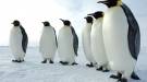 Két méter magas volt az antarktiszi óriáspingvin